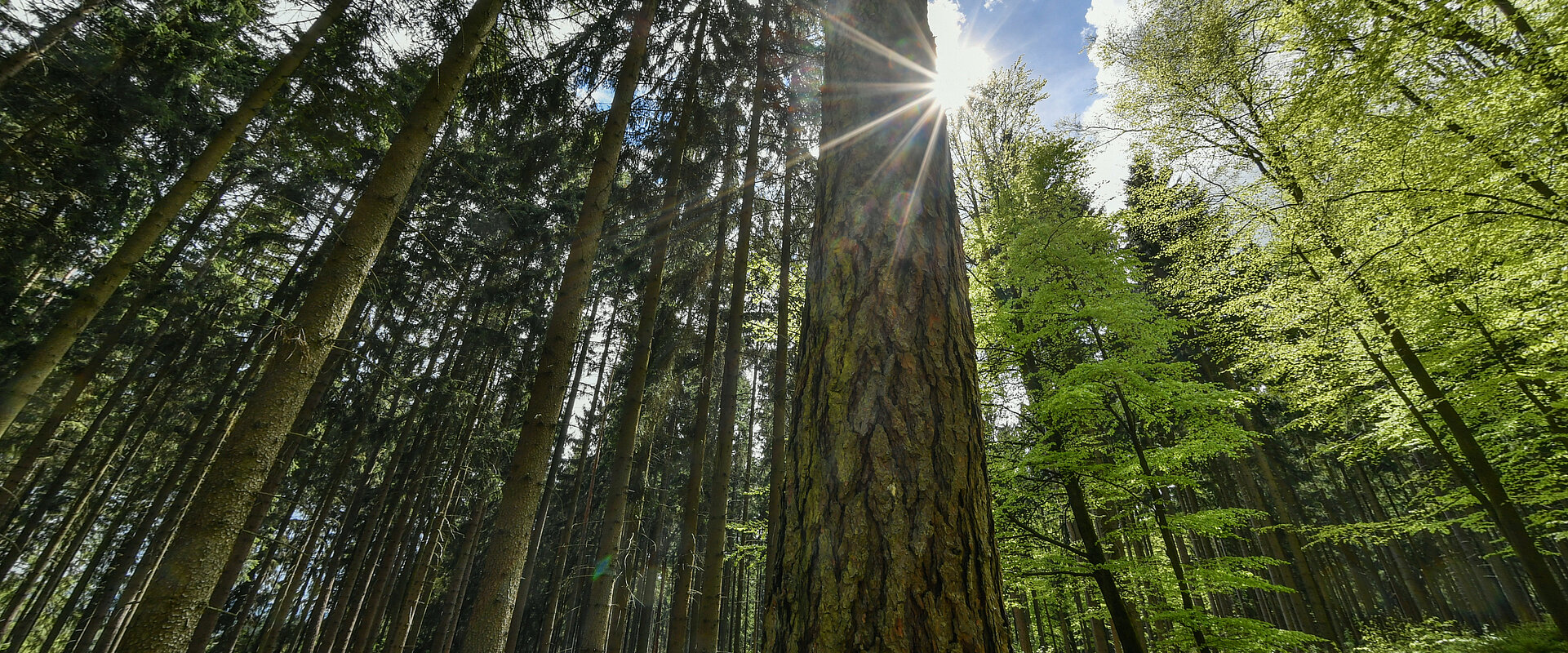 Lichtdurchfluteter Wald